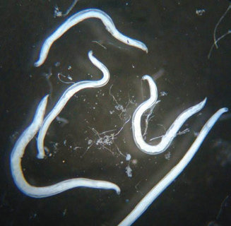 Ankylostomes
